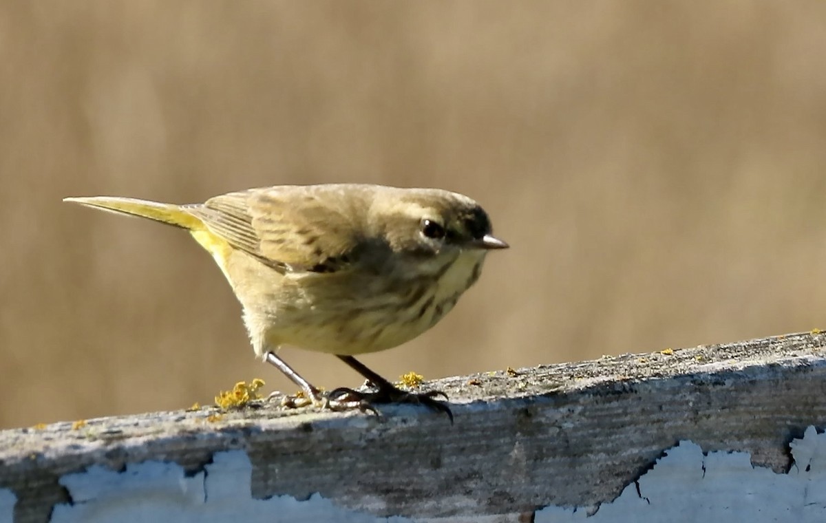 Palm Warbler - ML643250757