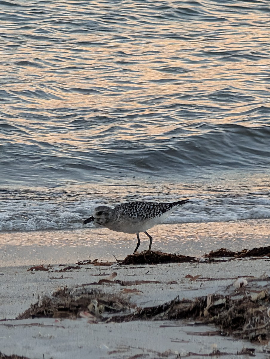 Black-bellied Plover - ML643250758