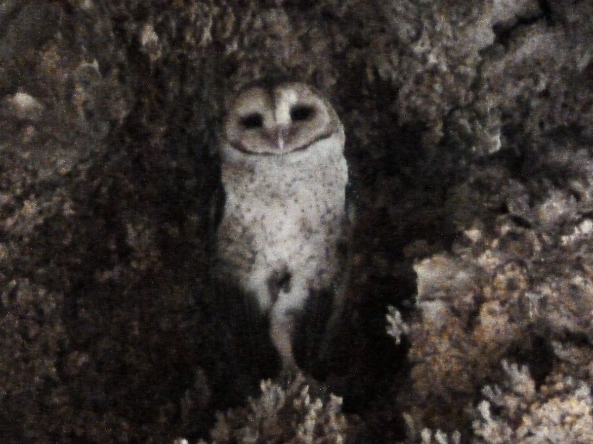American Barn Owl (Galapagos) - ML643250771