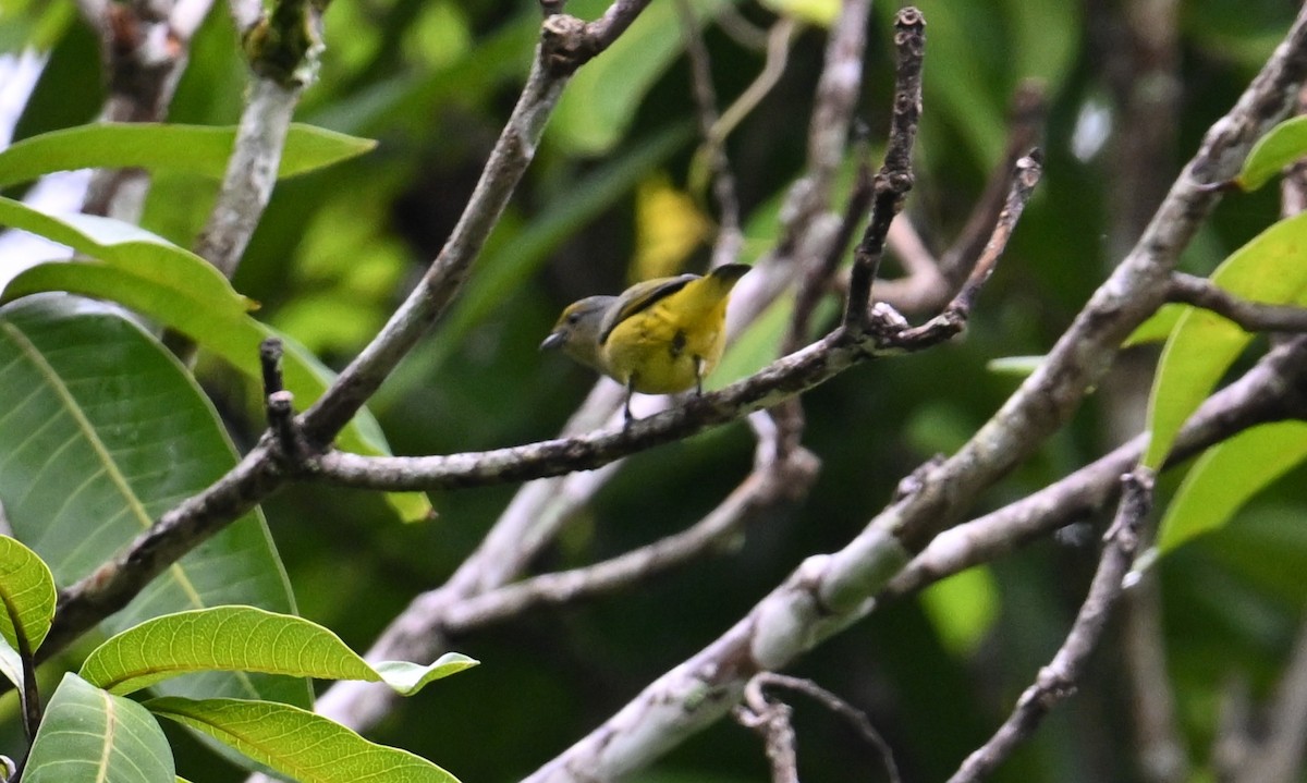 Scrub Euphonia - ML643250774