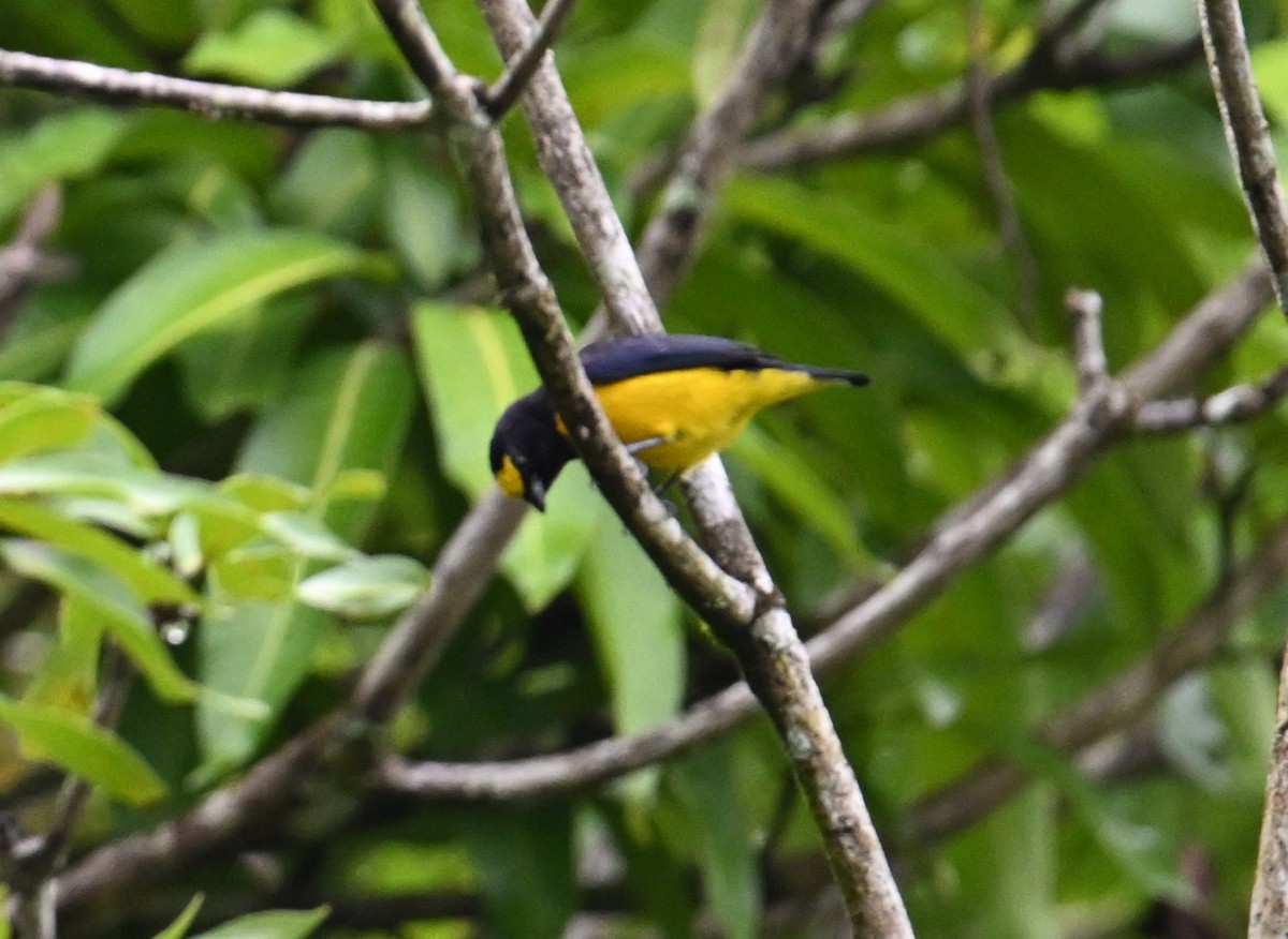 Scrub Euphonia - ML643250775