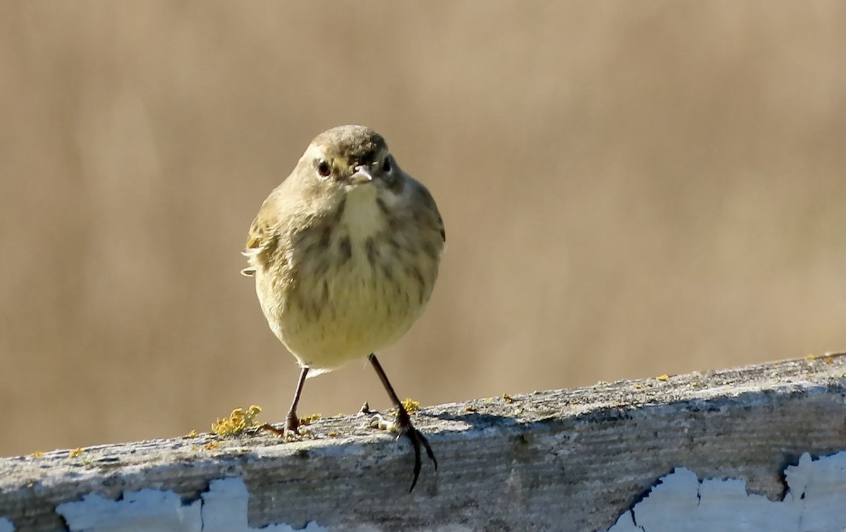 Palm Warbler - ML643250778