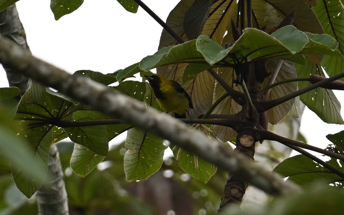 Black-cowled Oriole - ML643250781