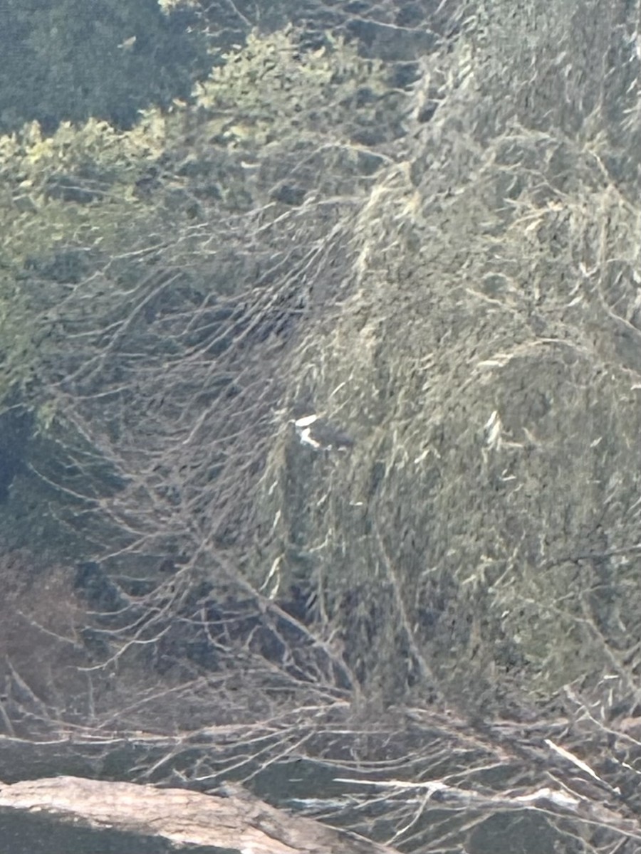 Belted Kingfisher - ML643250793