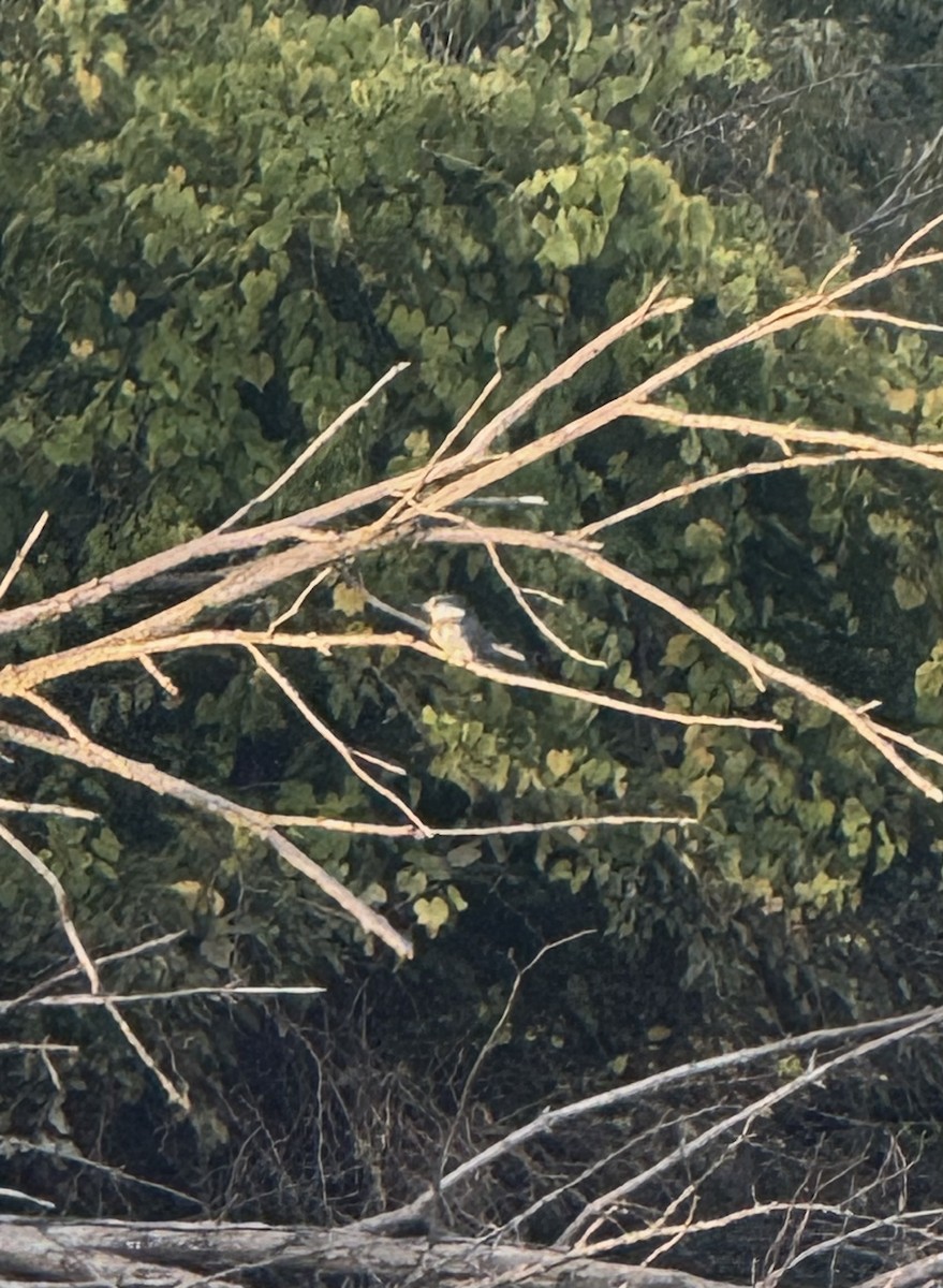 Belted Kingfisher - ML643250794