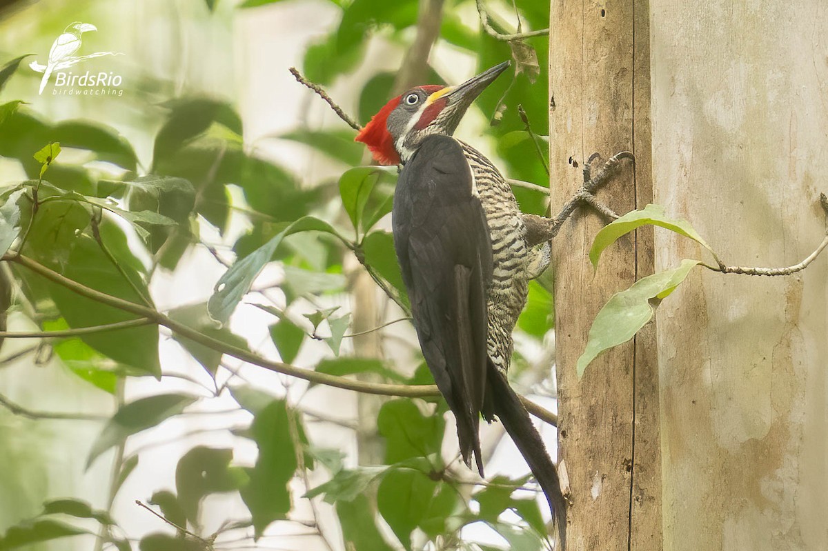 Lineated Woodpecker - ML643250802