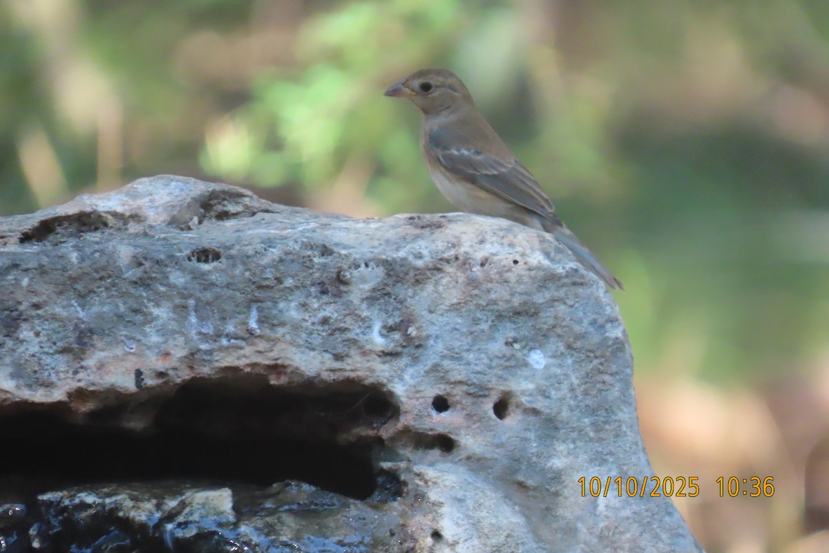 Indigo Bunting - ML643250808