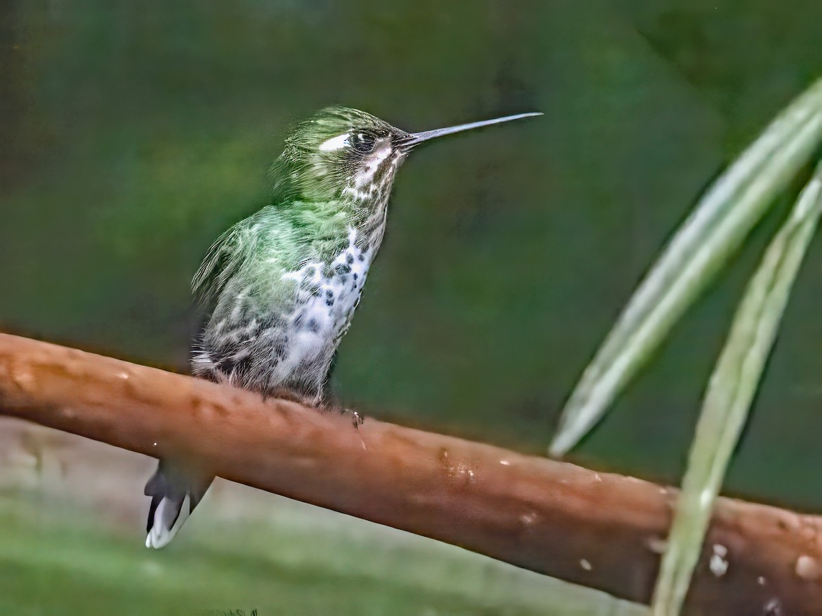 Purple-bibbed Whitetip - ML643250809