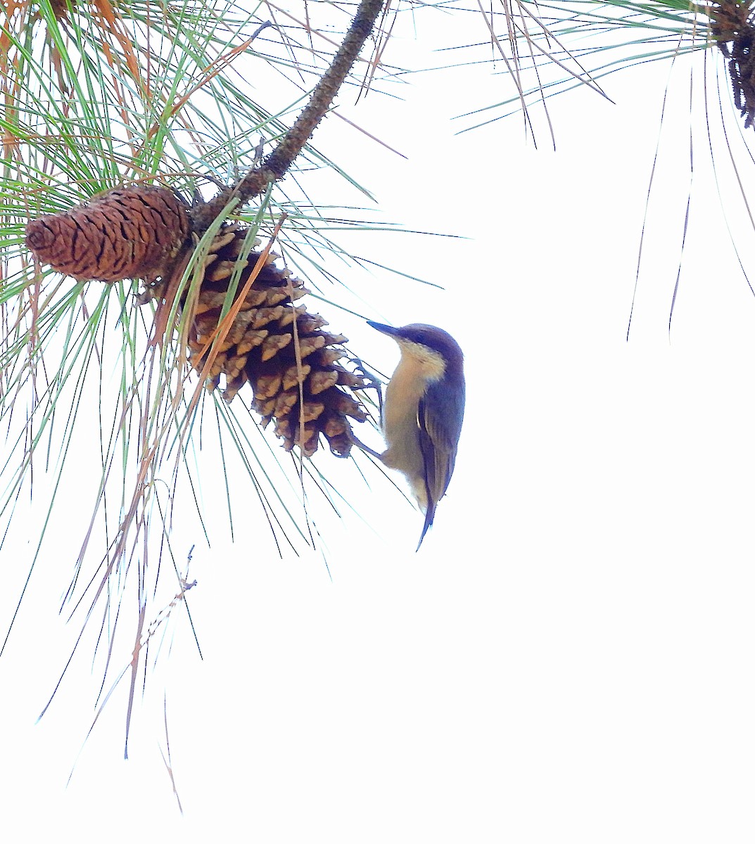 Brown-headed Nuthatch - ML643250828
