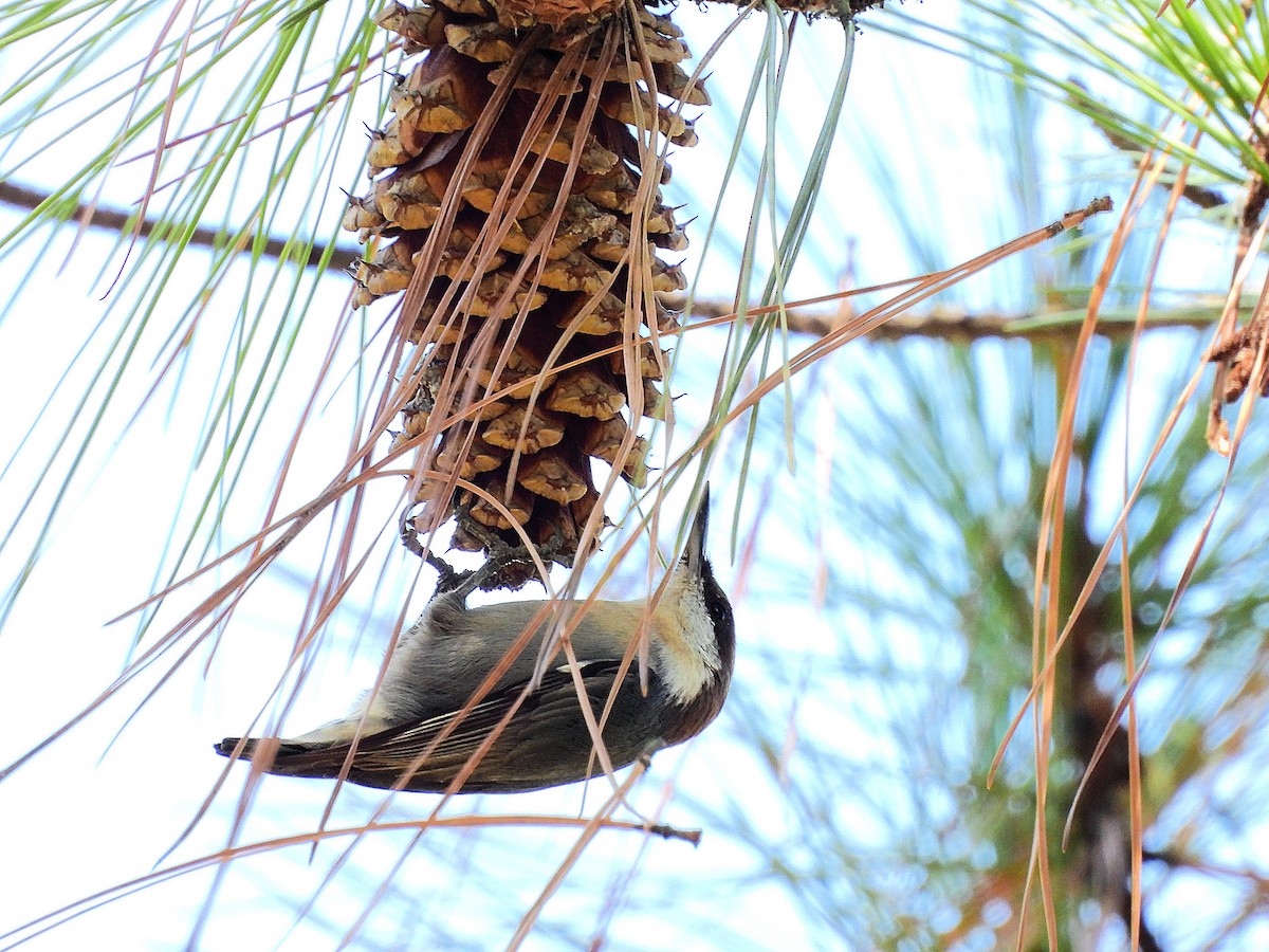 Brown-headed Nuthatch - ML643250832