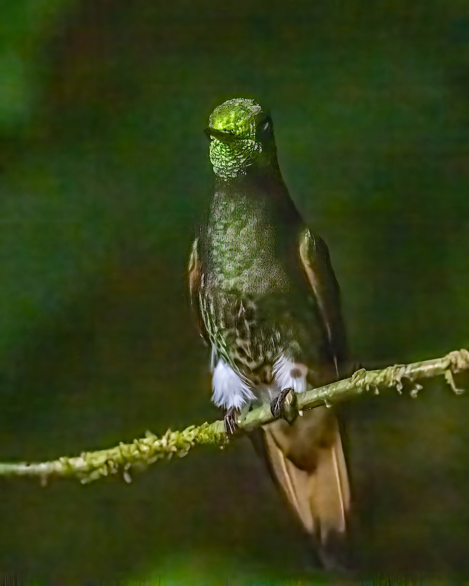 Buff-tailed Coronet - ML643250862