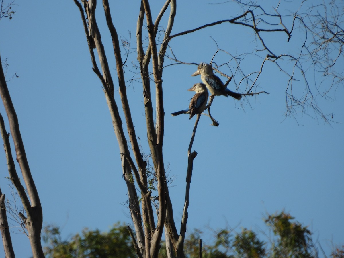 Blue-winged Kookaburra - ML643250864
