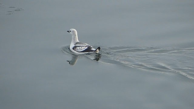 Black Guillemot - ML643250865