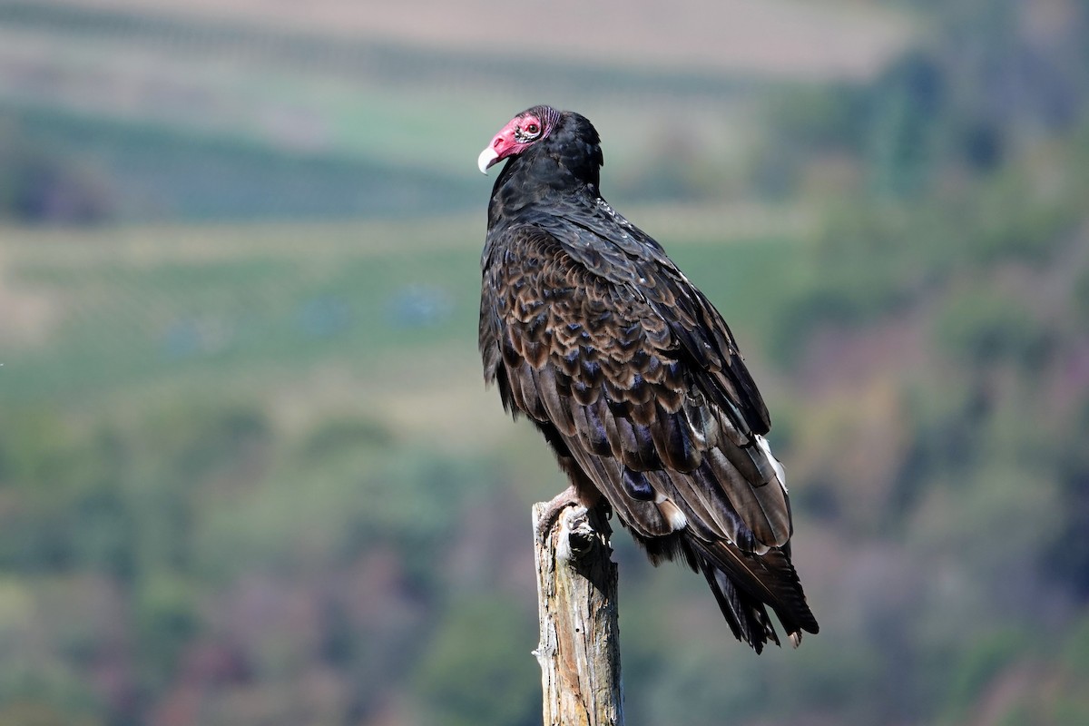 Urubu à tête rouge - ML643250869
