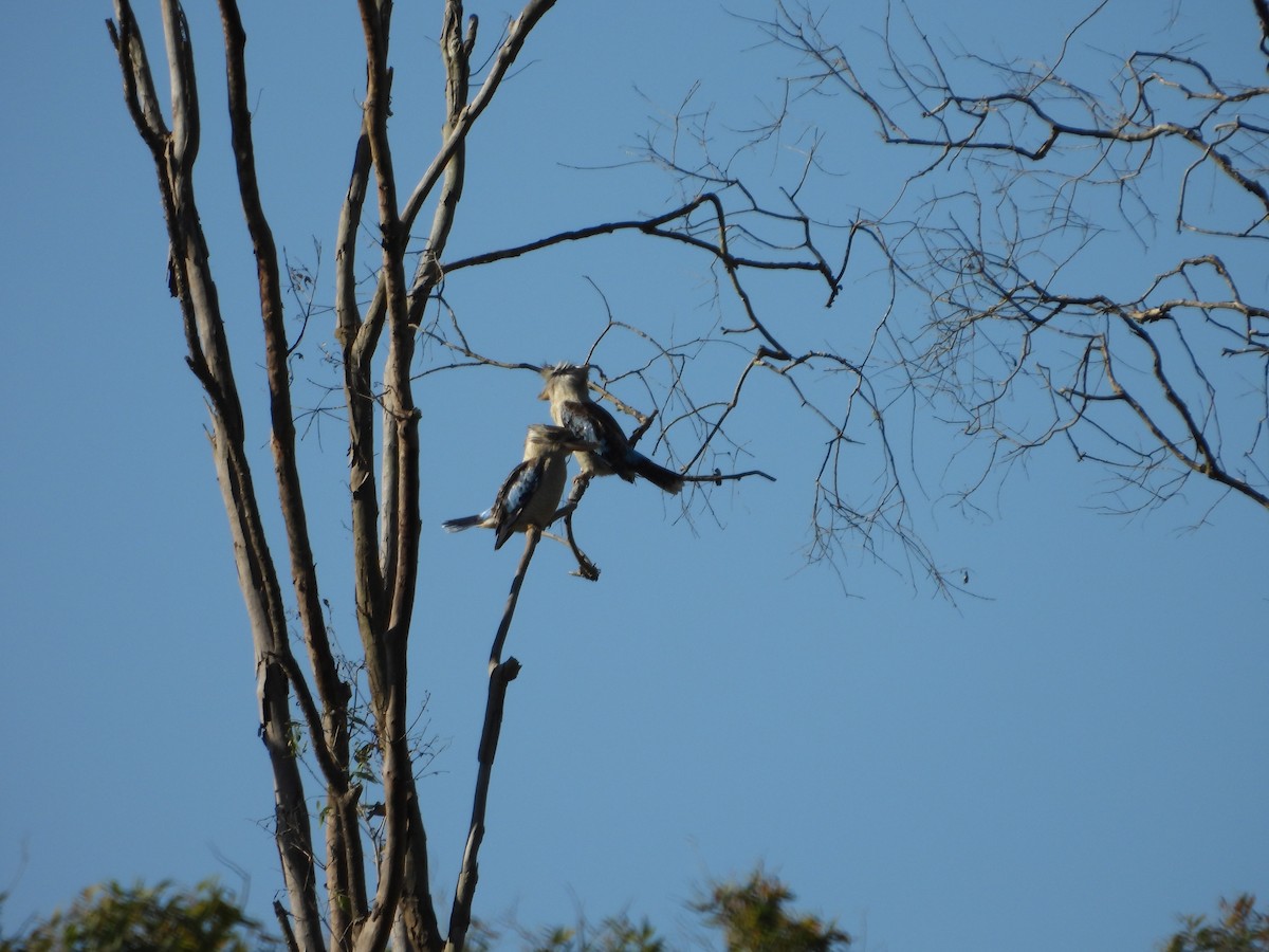 Blue-winged Kookaburra - ML643250882