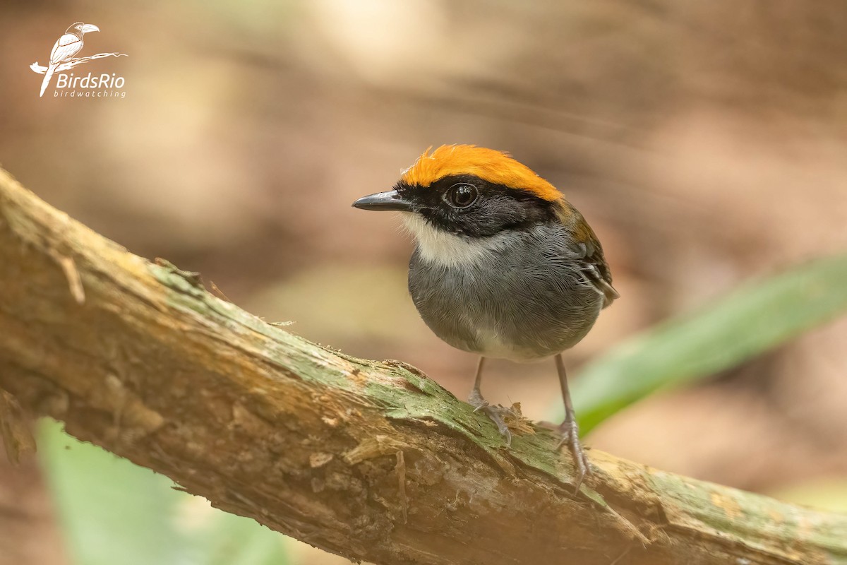 Black-cheeked Gnateater - ML643250883