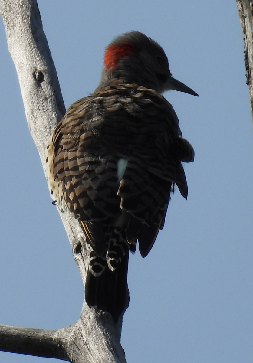 Northern Flicker (Yellow-shafted) - ML643250889