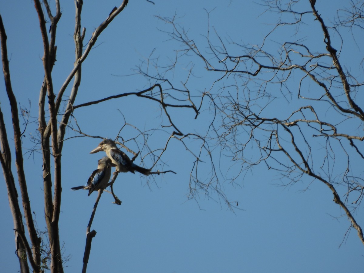 Blue-winged Kookaburra - ML643250901