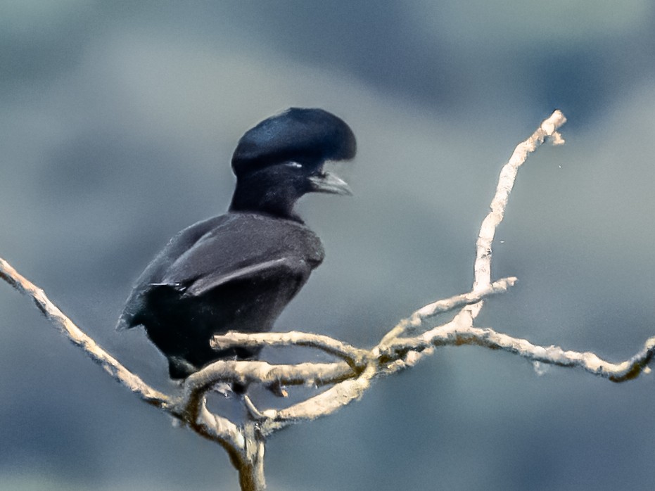 Long-wattled Umbrellabird - ML643250918
