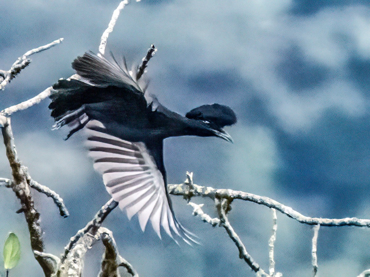 Long-wattled Umbrellabird - ML643250919