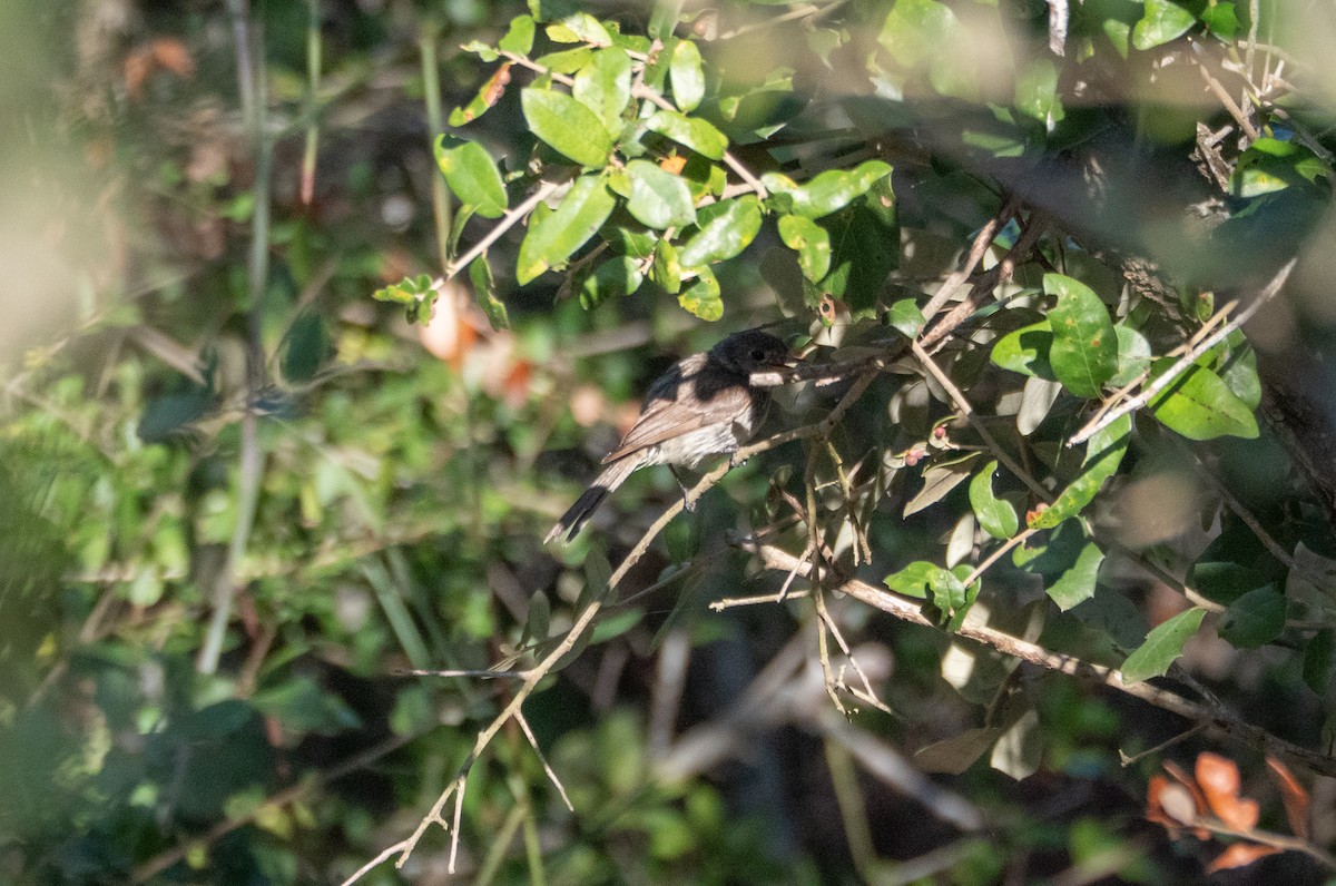 Gray Flycatcher - ML643250925