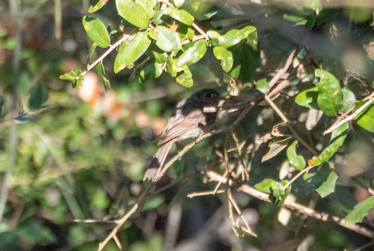Gray Flycatcher - ML643250931