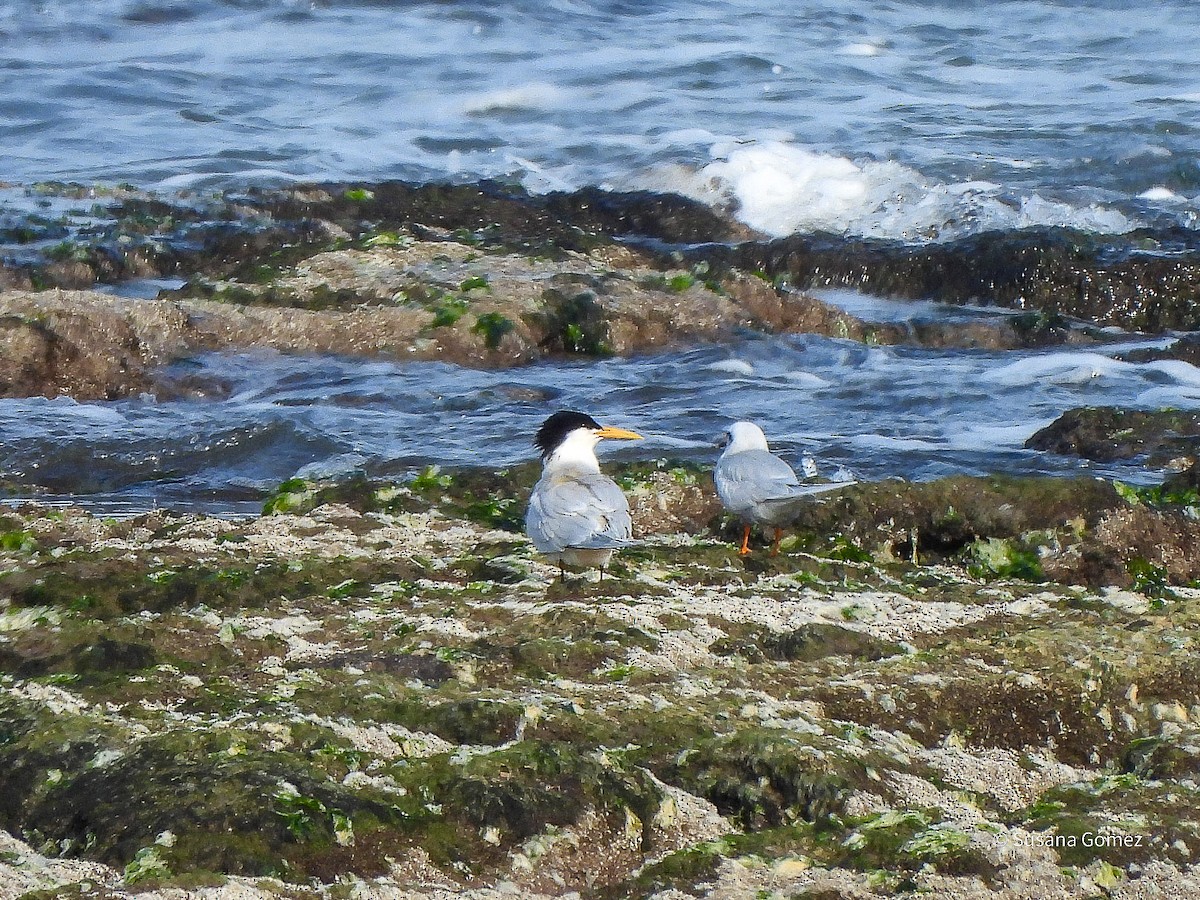 Sandwich Tern - ML643250959