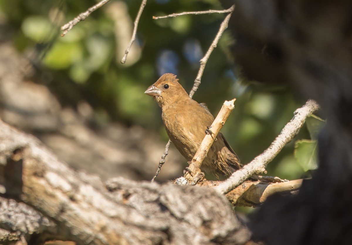 Blue Grosbeak - ML643250975