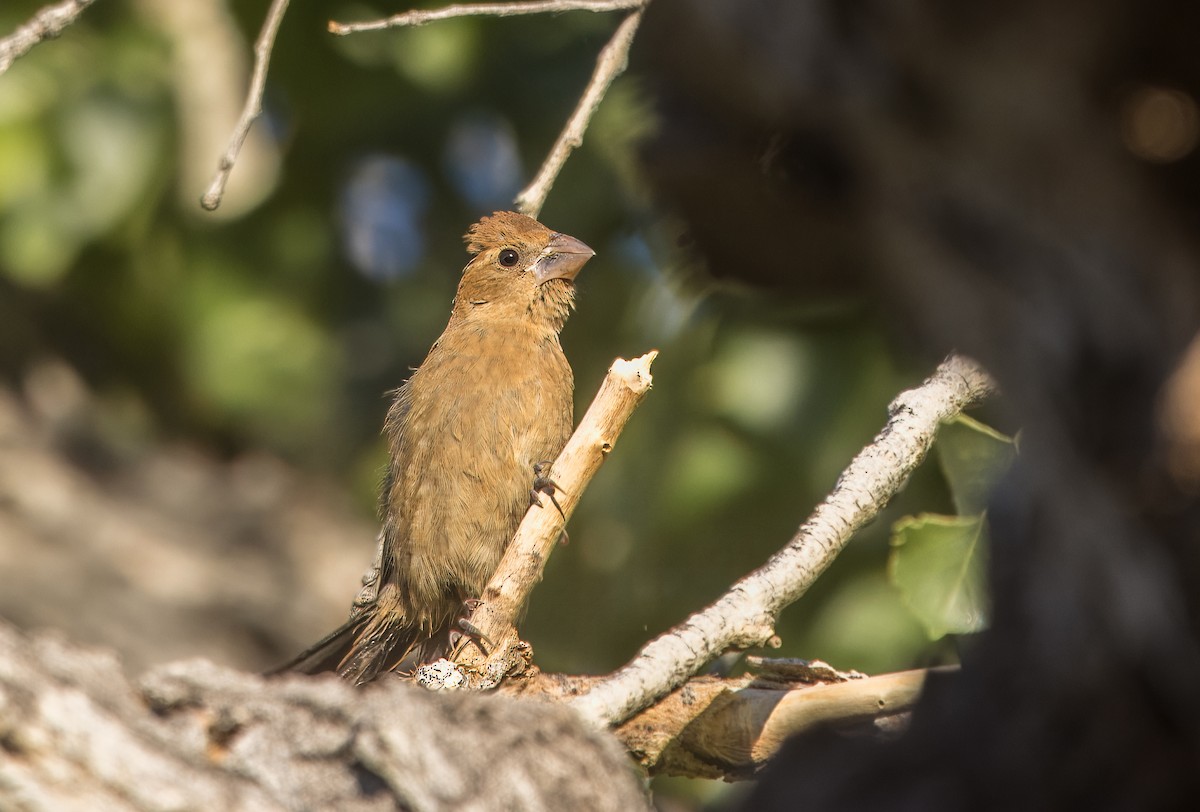 Blue Grosbeak - ML643250977