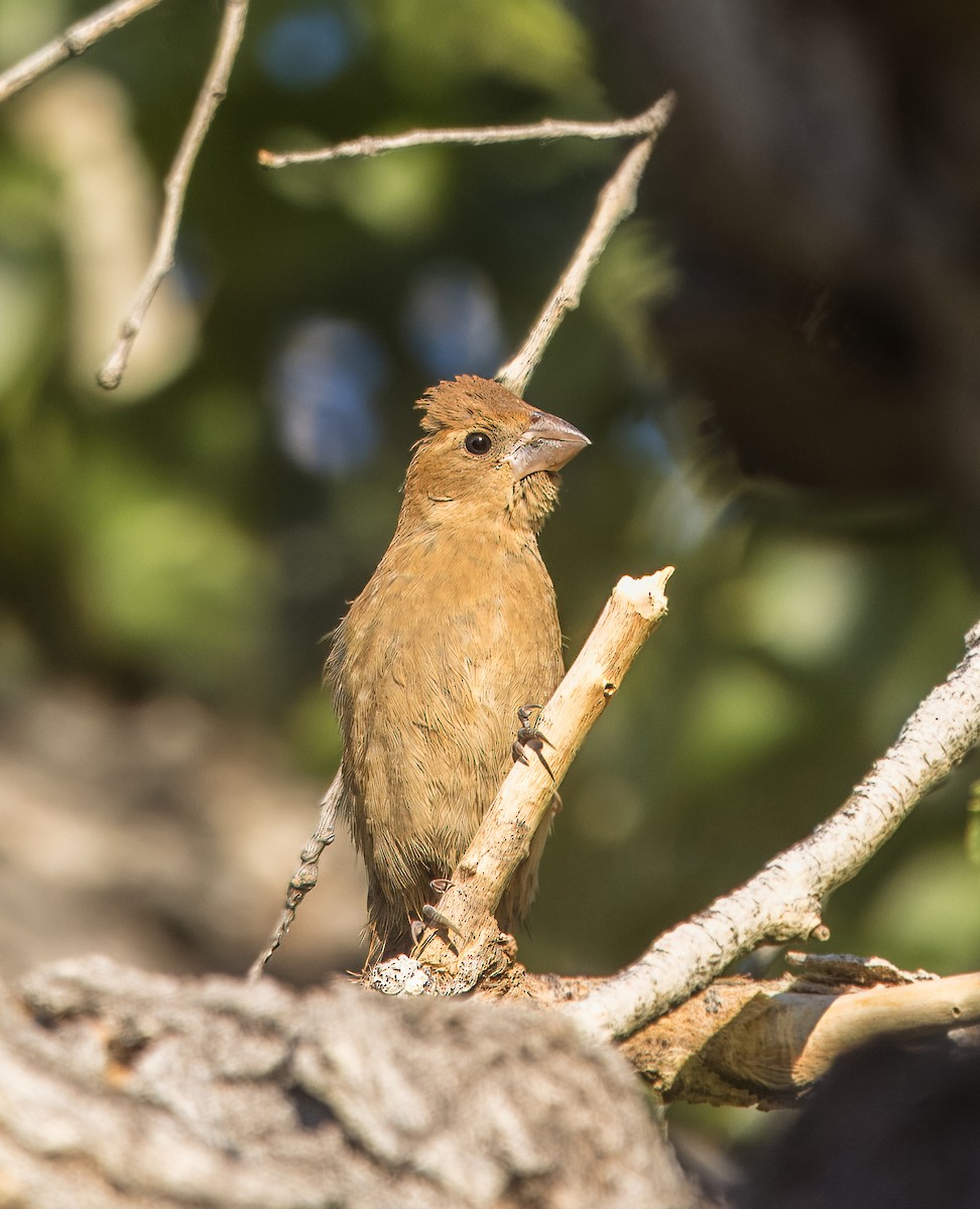 Blue Grosbeak - ML643250981