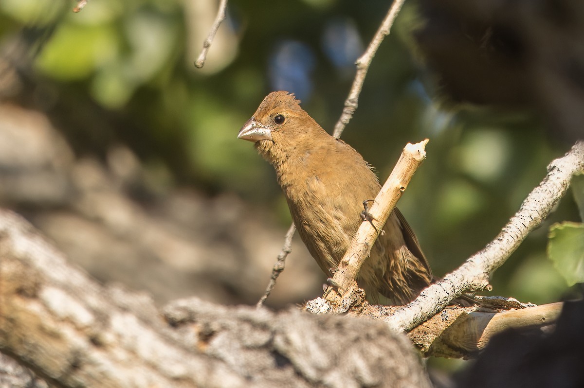 Blue Grosbeak - ML643250982