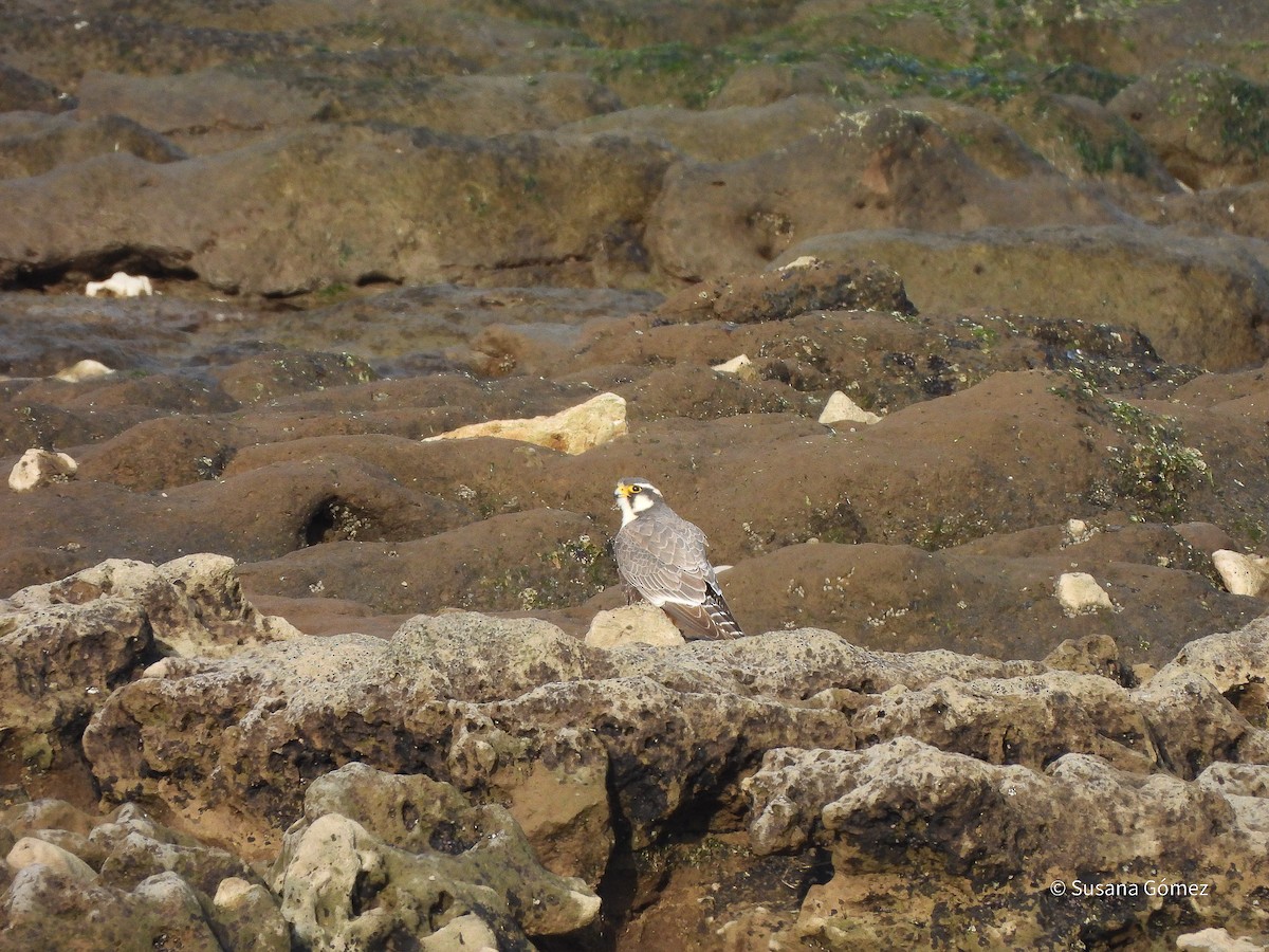 Aplomado Falcon - ML643250998