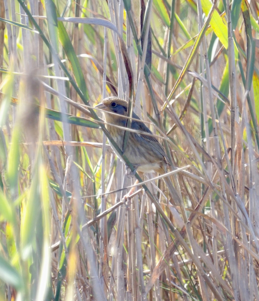 Nelson's Sparrow - ML643251021