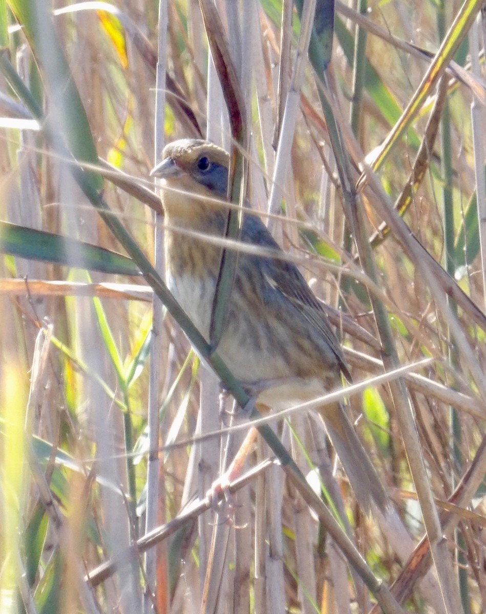 Nelson's Sparrow - ML643251022
