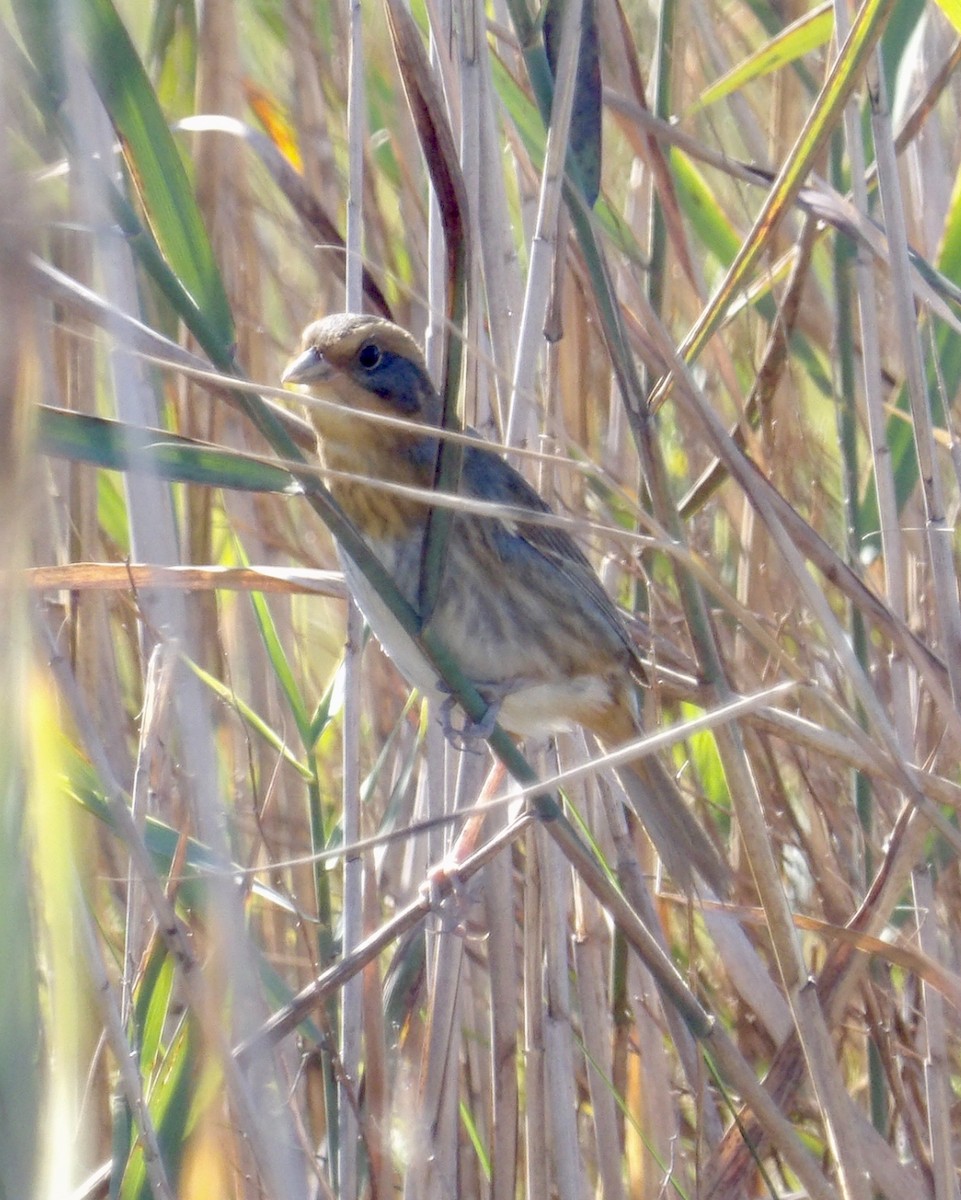Nelson's Sparrow - ML643251023