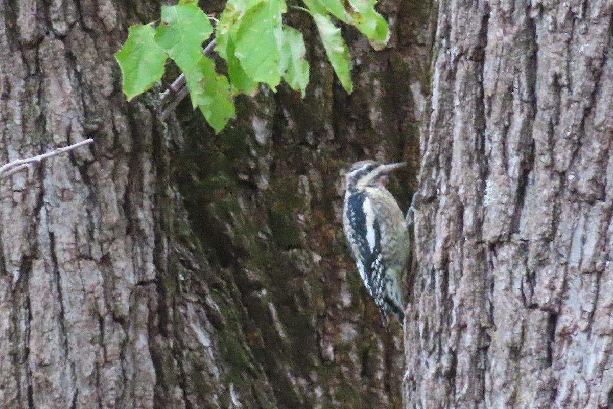 Yellow-bellied Sapsucker - ML643251030