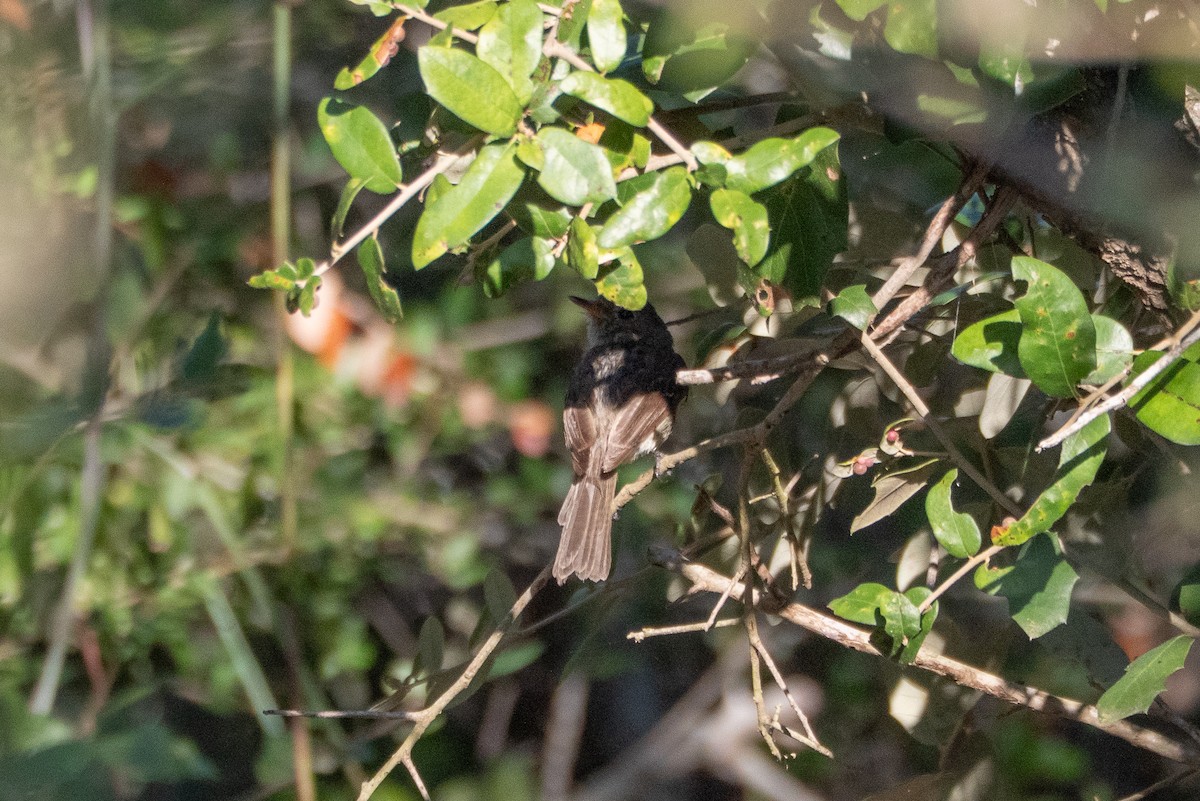 Gray Flycatcher - ML643251034