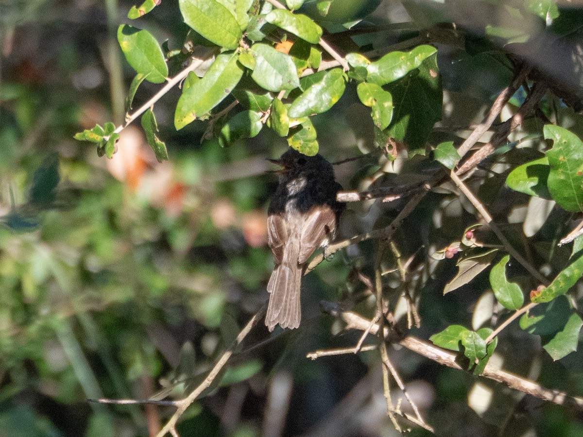 Gray Flycatcher - ML643251039