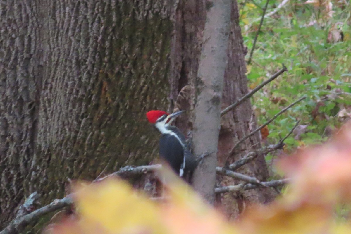 Pileated Woodpecker - ML643251047