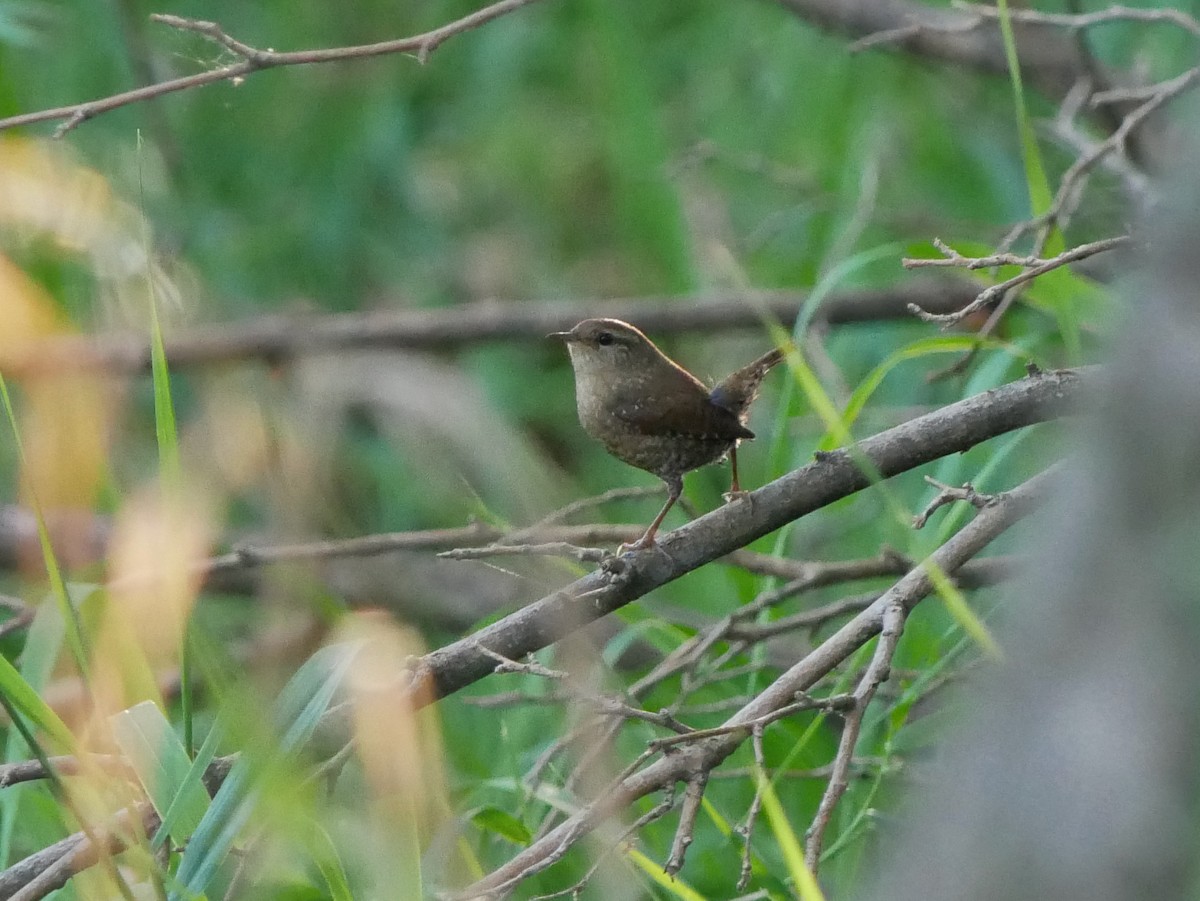 Winter Wren - ML643251078
