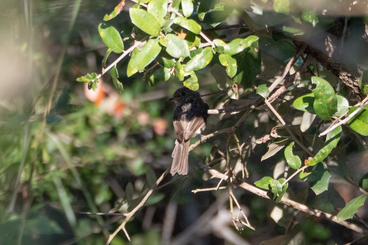 Gray Flycatcher - ML643251086