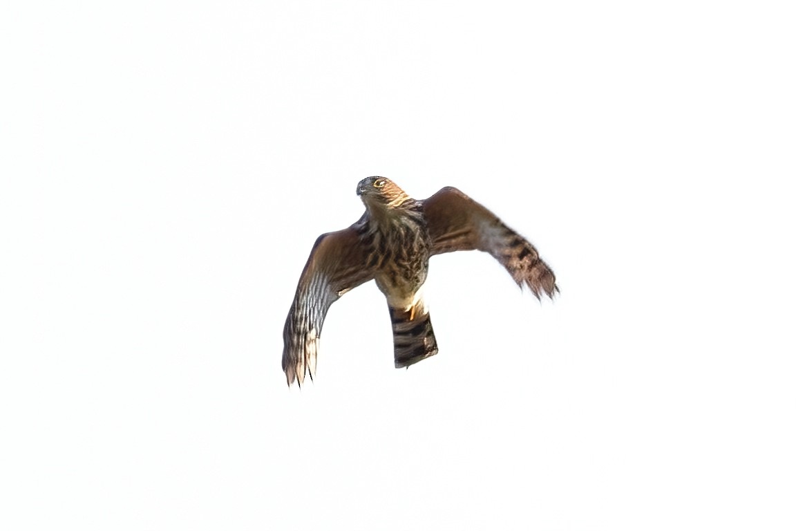 Sharp-shinned Hawk - ML643251120