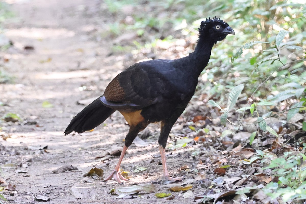 Red-billed Curassow - ML643251122