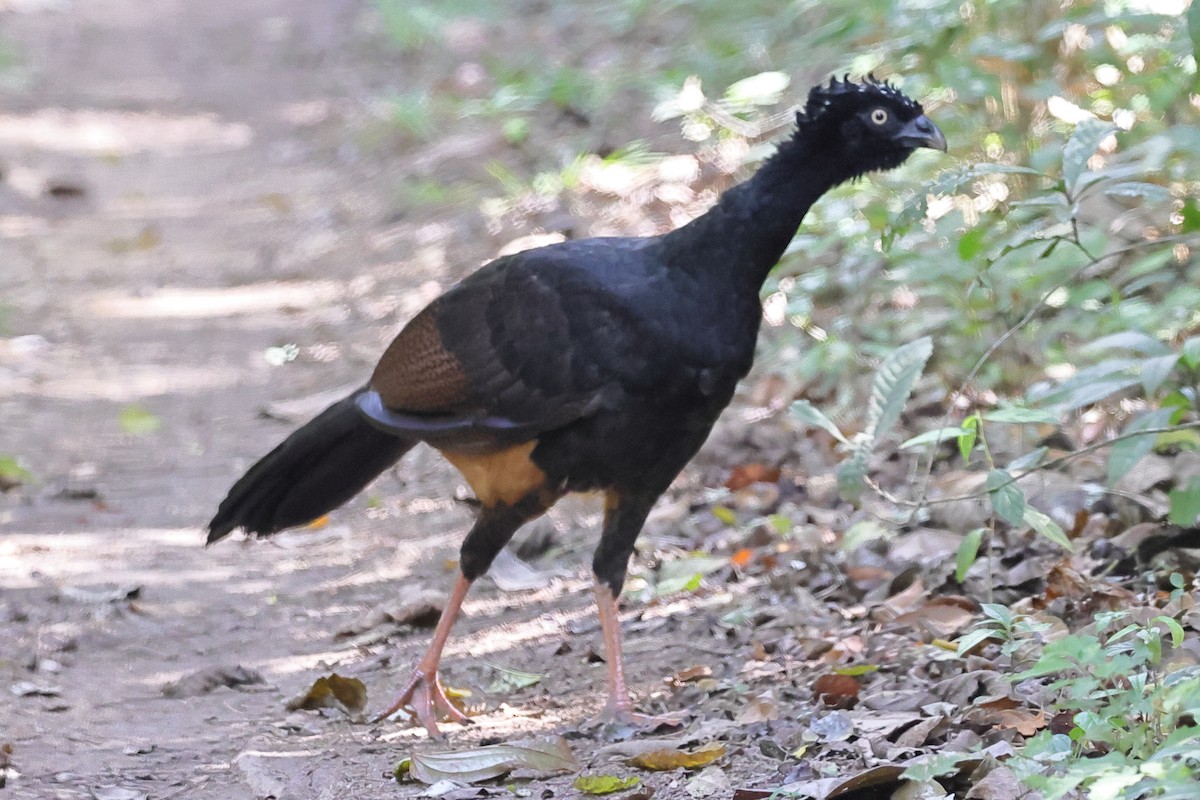 Red-billed Curassow - ML643251123