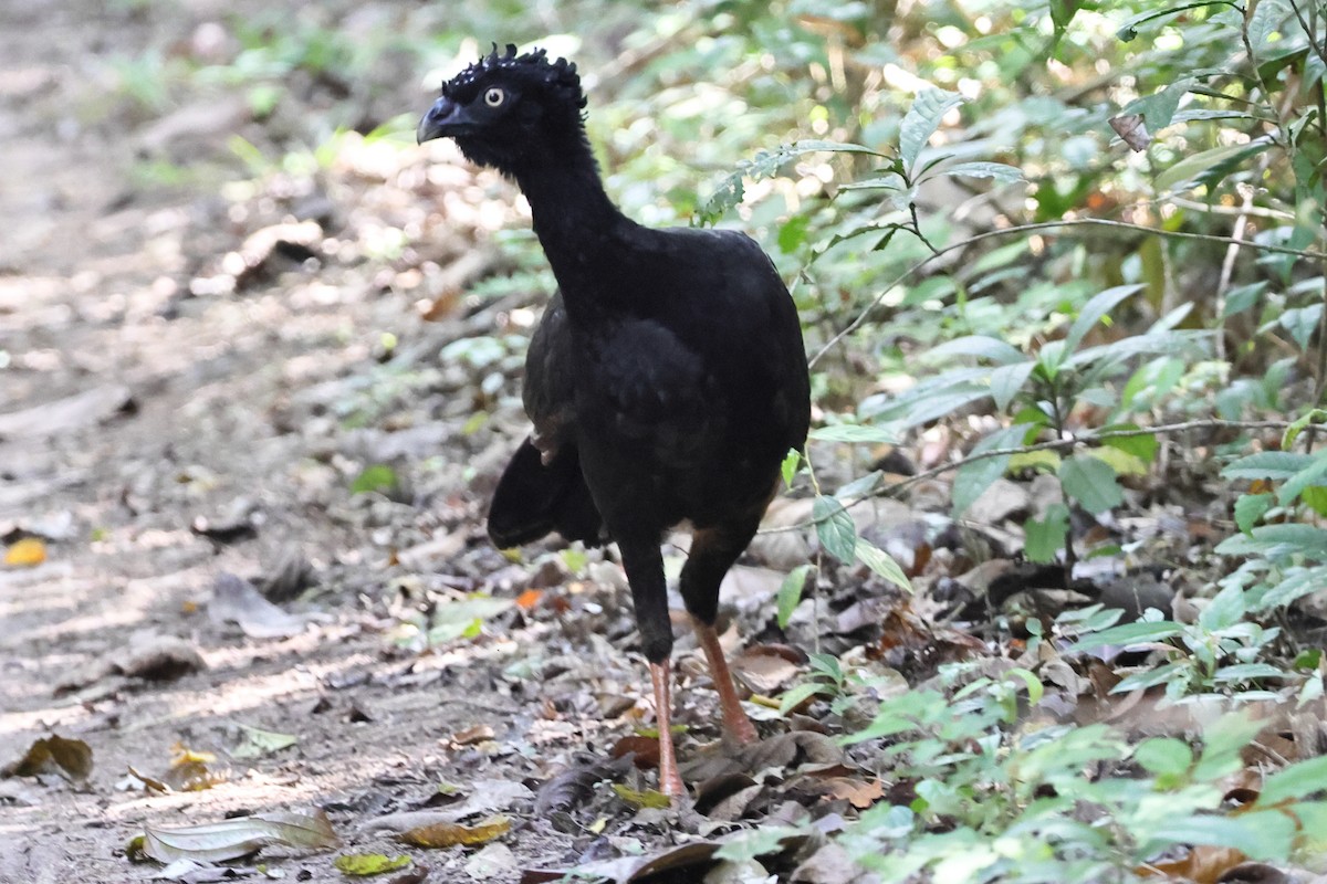 Red-billed Curassow - ML643251124