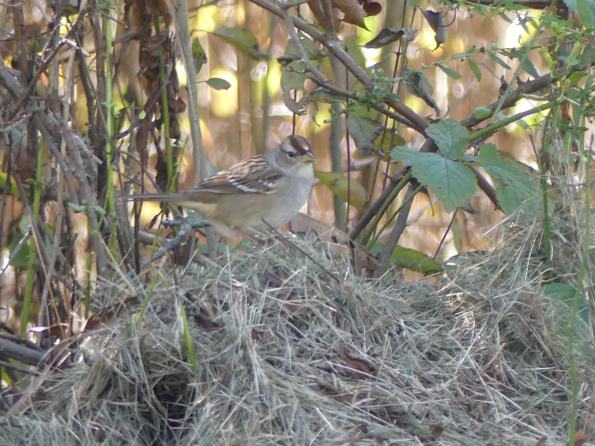 Bruant à couronne blanche - ML643251166