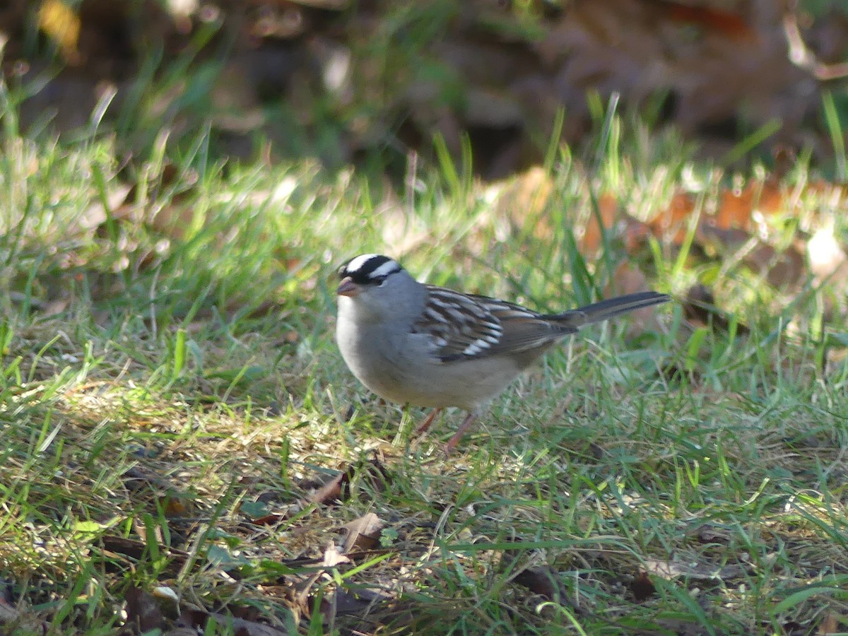 Bruant à couronne blanche - ML643251167