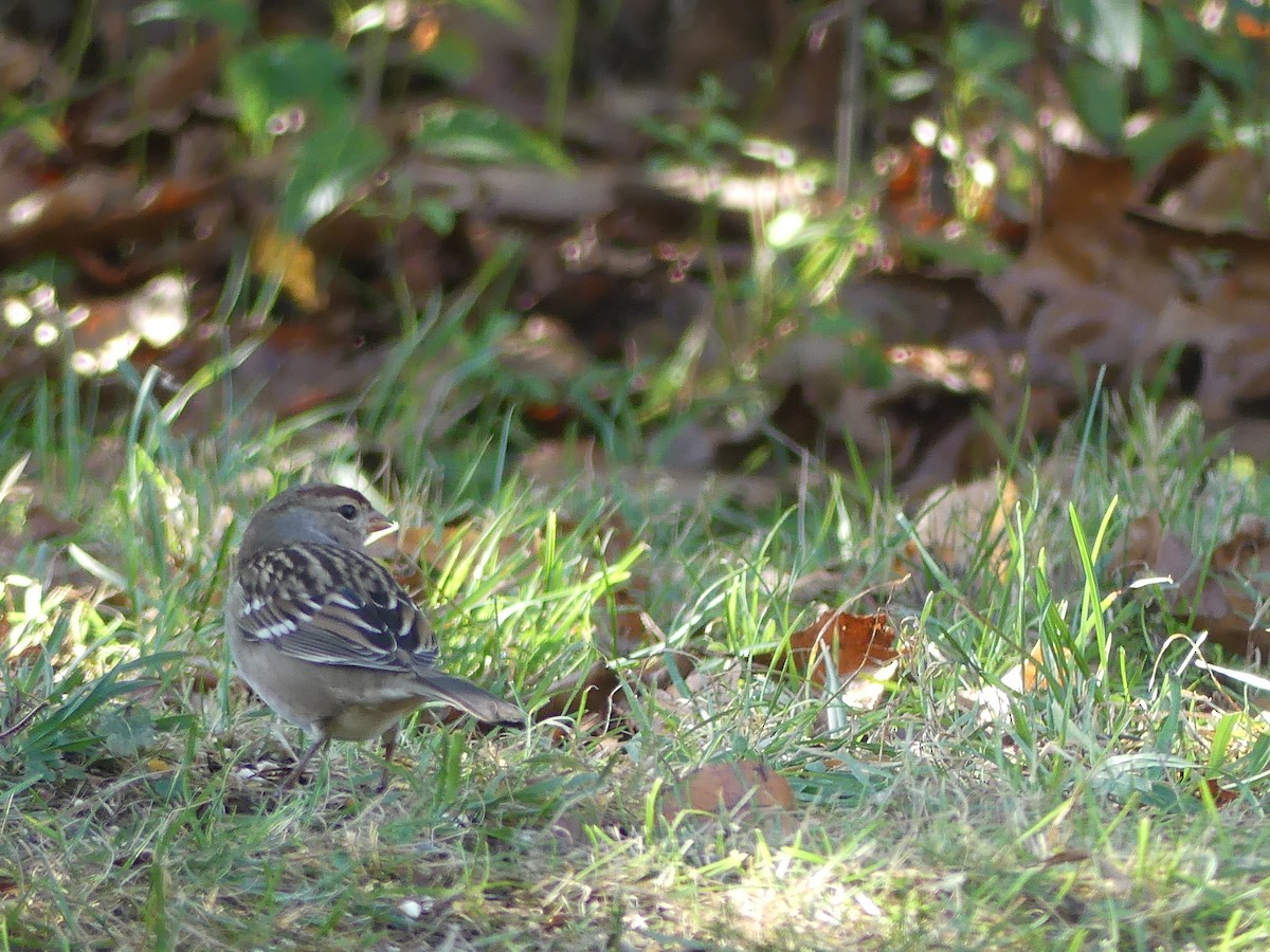Bruant à couronne blanche - ML643251168