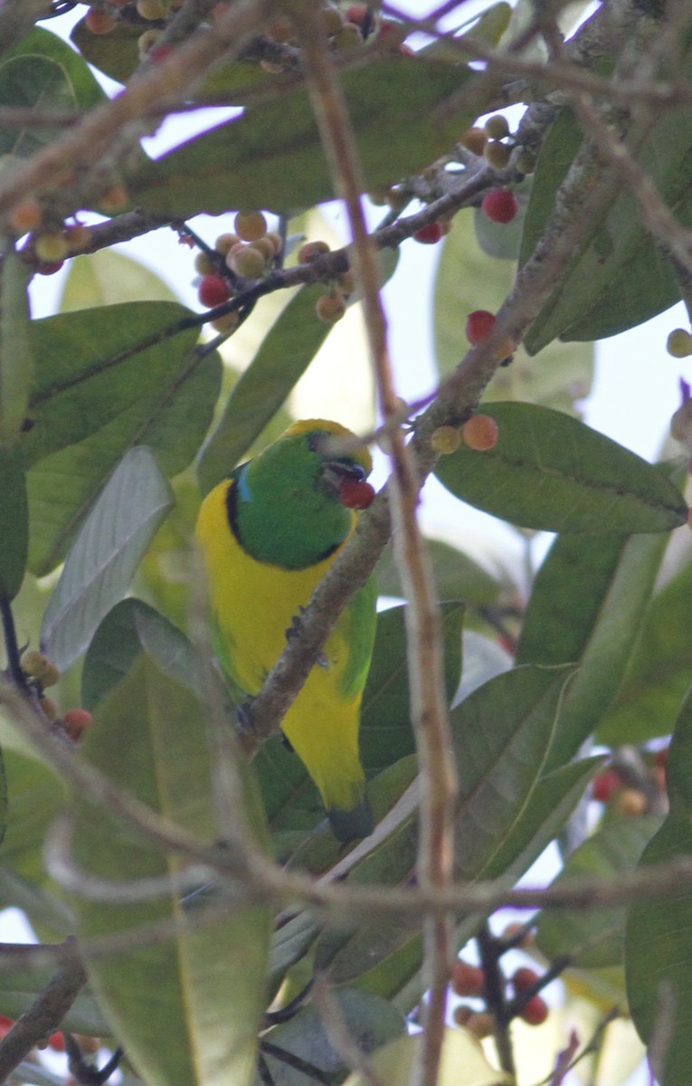 Golden-browed Chlorophonia - ML643251169