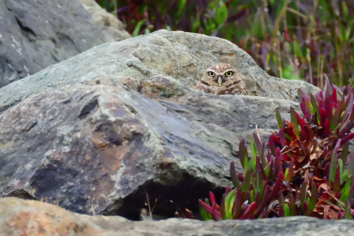 Burrowing Owl - ML643251170